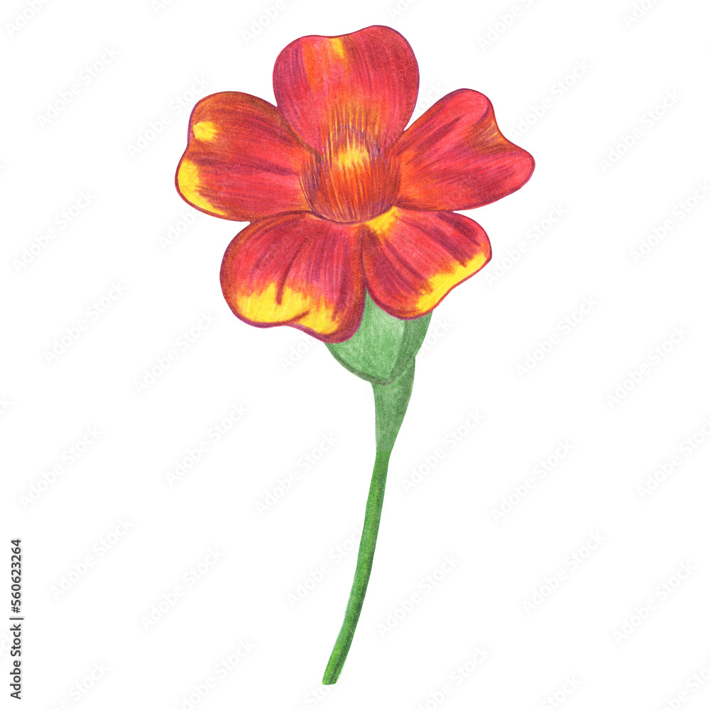 Red Marigold Isolated on White Background. Marigold Flower Element Drawn by Colored Pencil. Red Marigold Isolated on White Background. Marigold Flower Element Drawn by Colored Pencil.