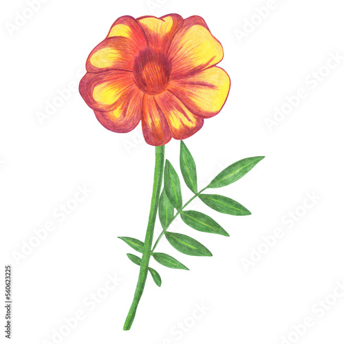 Red Marigold with Green Leaves Isolated on White Background. Marigold Flower Element Drawn by Colored Pencil.