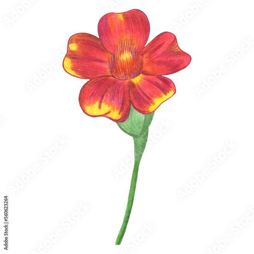 Red Marigold Isolated on White Background. Marigold Flower Element Drawn by Colored Pencil.