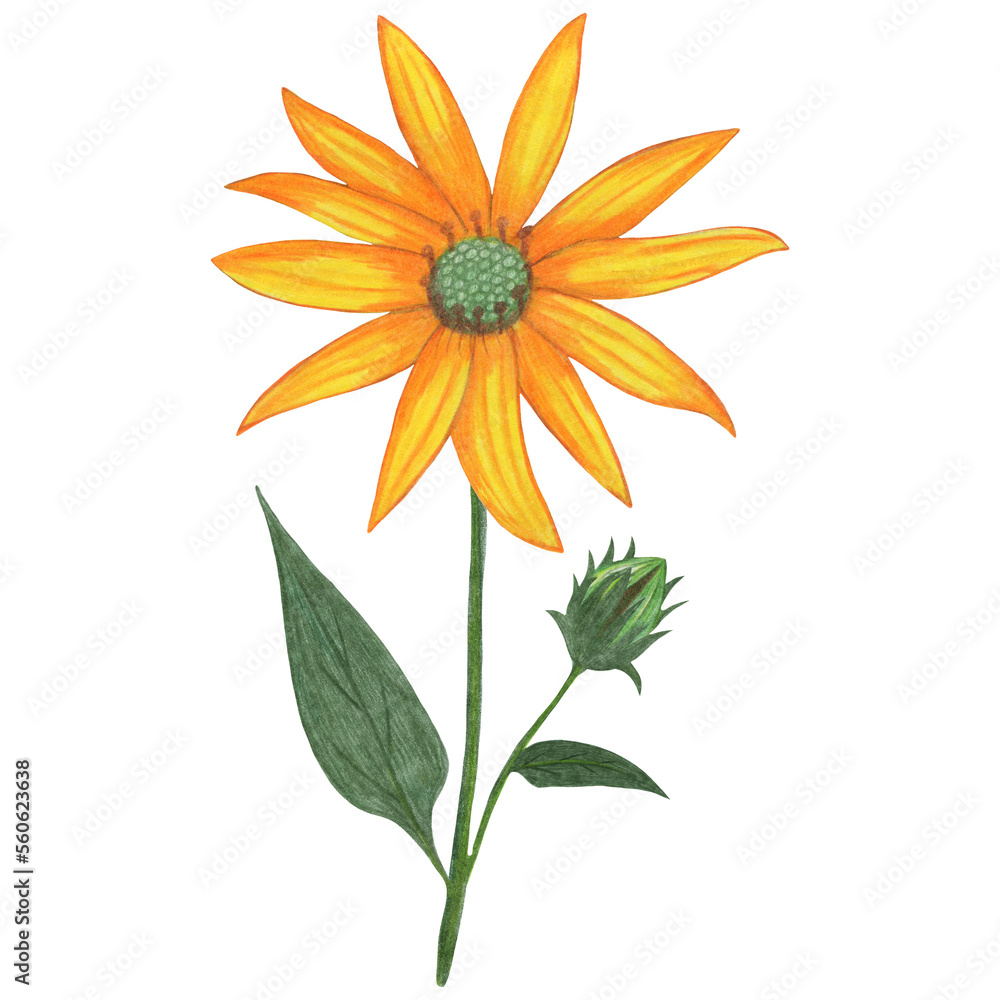 Yellow Topinambur with Green Leaves Isolated on White Background. Jerusalem Artichoke Flower Element Drawn by Colored Pencil. Yellow Topinambur with Green Leaves Isolated on White Background. Jerusalem Artichoke Flower Element Drawn by Colored Pencil.