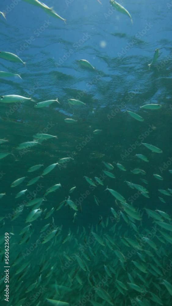 Full Frame Of School Of Fish Swimming Underwater - Waikiki, Hawaii Full Frame Of School Of Fish Swimming Underwater - Waikiki, Hawaii