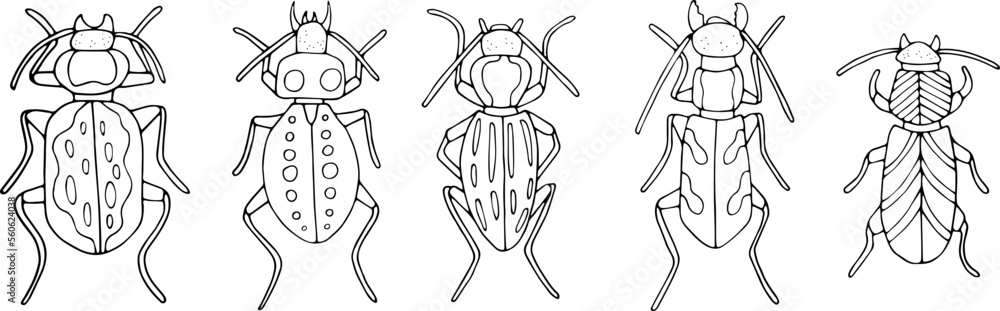 Fototapeta premium Beetles doodle icons set. Collection of sketches of different beetles. Hand drawn vector illustration. traced image. 