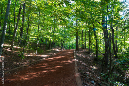 Belgrad Forest in Istanbul. Jogging or hiking trail in a forest photo