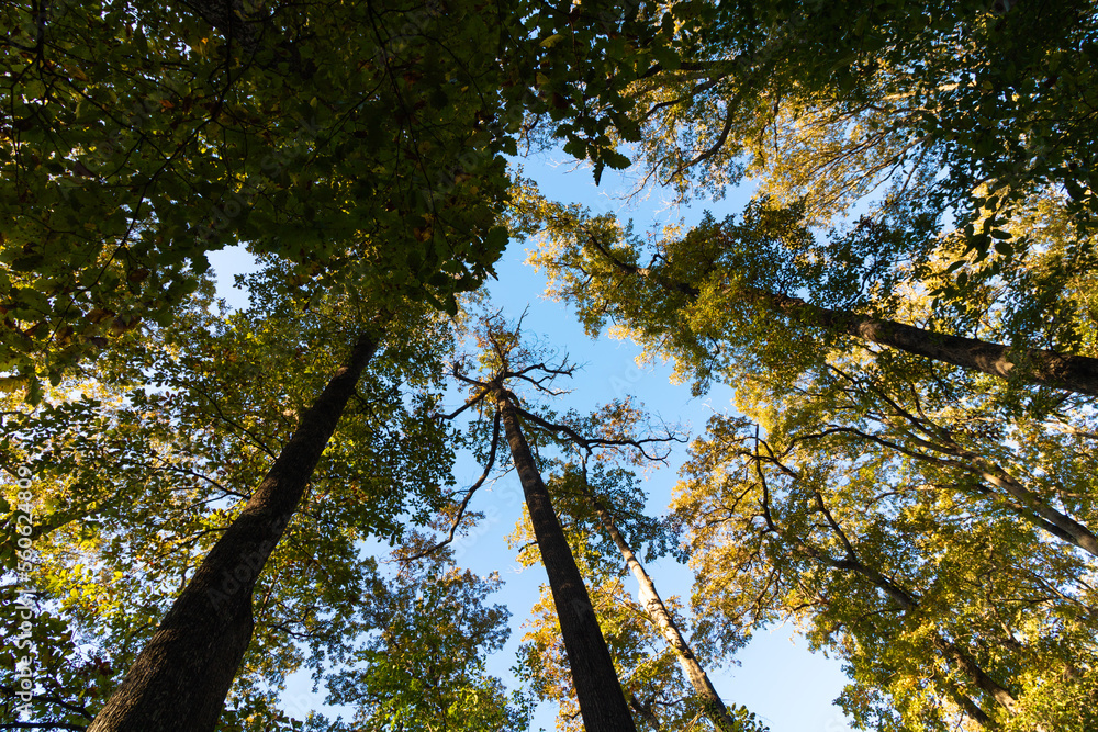 Fototapeta premium Trees from below or low angle view. Carbon net zero concept background photo.