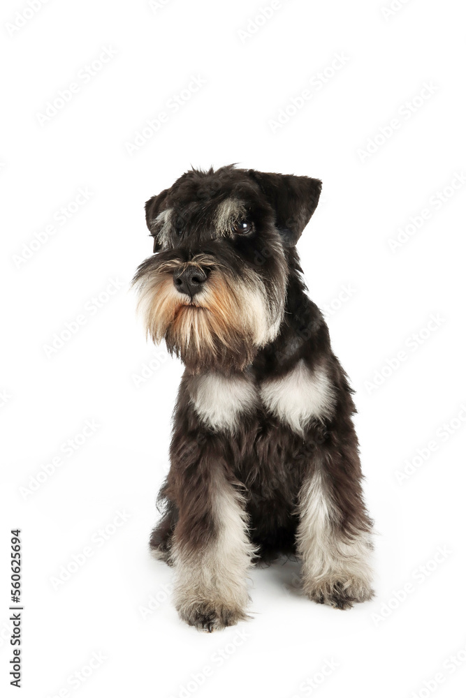 standing puppy miniature schnauzer isolated on white 