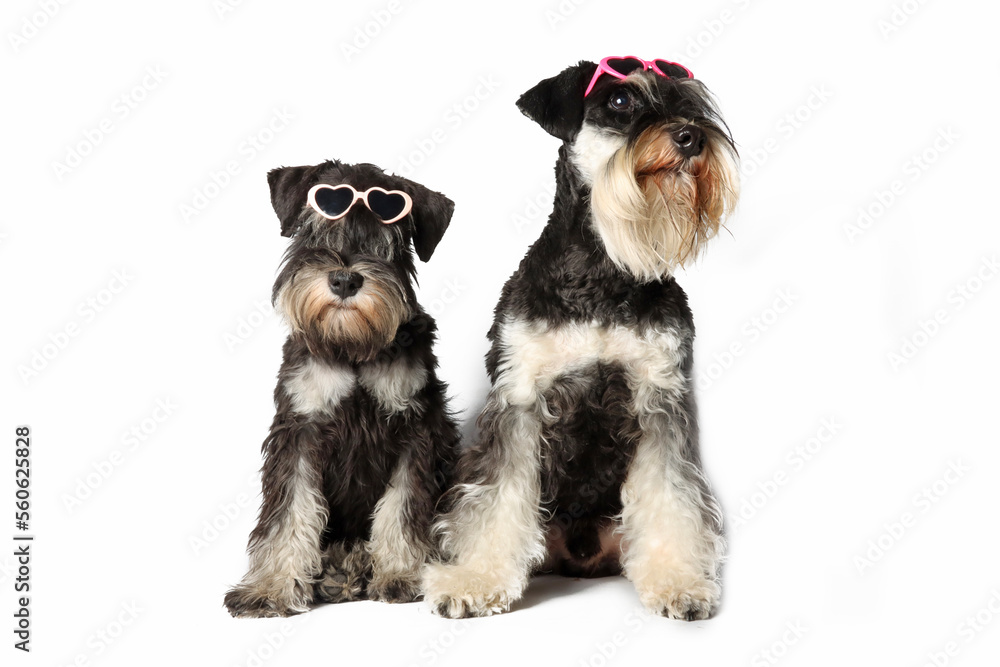 group of dogs with sunglasses isolated on white 