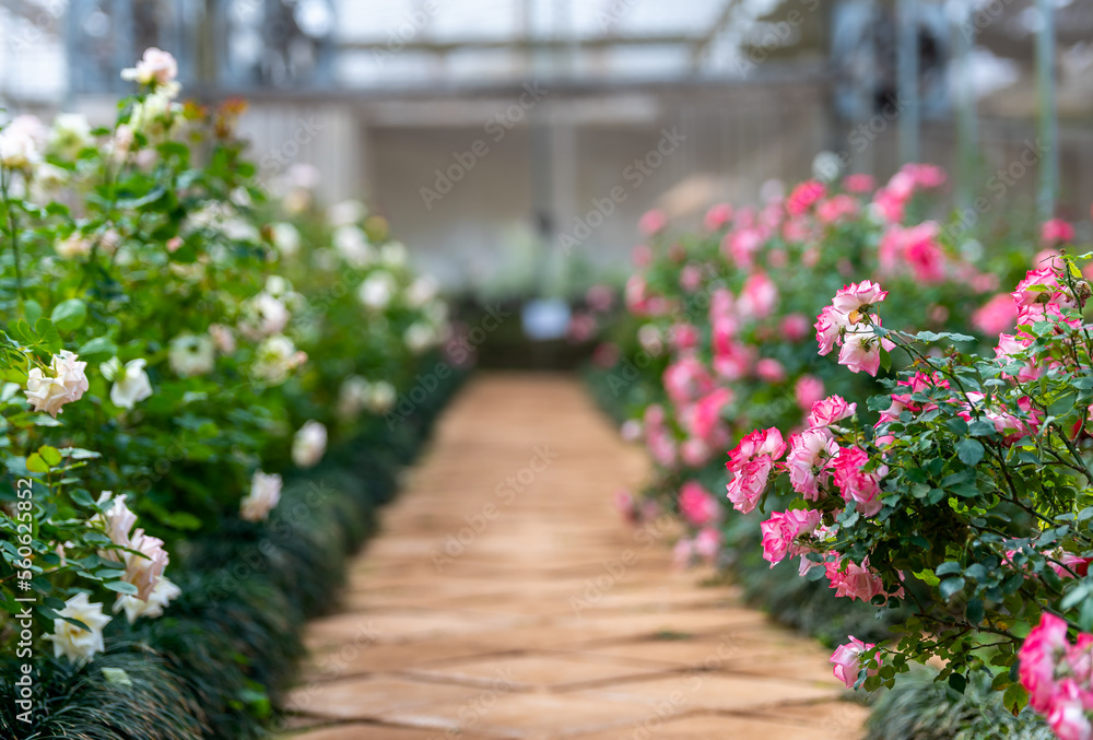 Roses in rose greenhouse plantation flower business industrial.