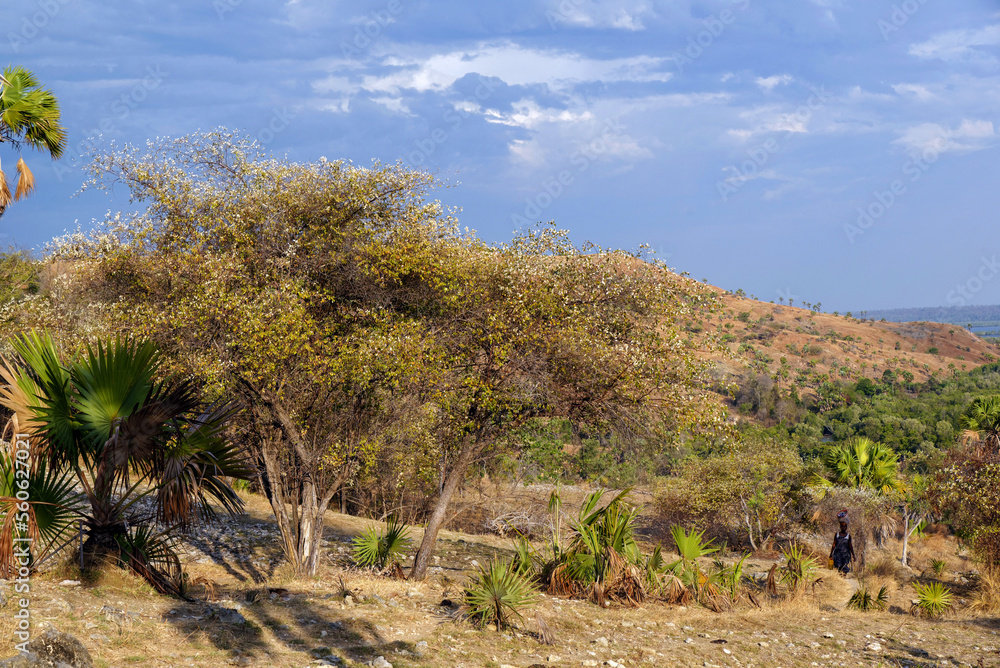 Paysage tropical dans l'ouest de Madagascar