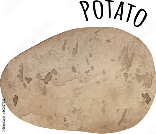 Watercolor illustration of brown potato. Fresh raw vegetables. Potato lover illustration
