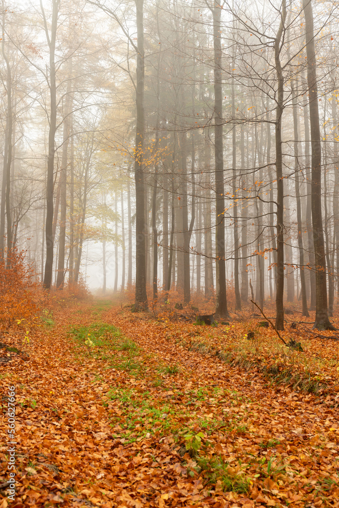 Obraz premium Wald im Herbst