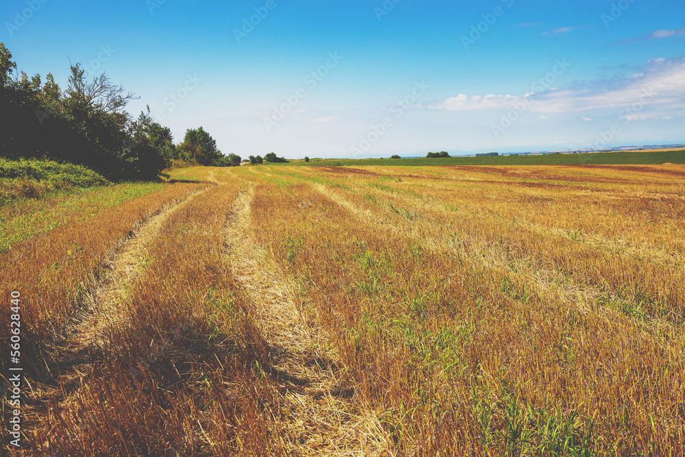 Agricultural landscape with a field of cut wheat