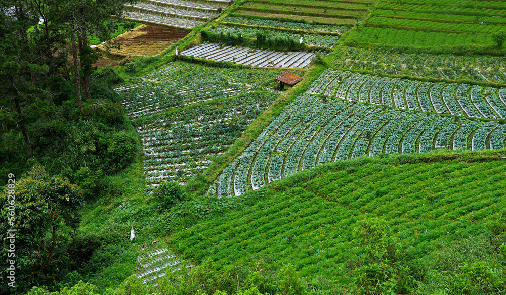 Drone shots from ricefields in Bali, Ubud Drone shots from ricefields in Bali, Ubud