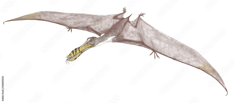 アンハングエラ　、白亜紀前期に生息していた翼指竜亜目の翼竜。いくつかの種類があり、最大種はピスカトル（漁師）という小種名を持つ種であり、翼開長は5メートルに達する。またこの標本は若年個体であり、成鳥の大きさは確定されていない。

翼開長はおよそ4-5mほどで、魚食性とされている。