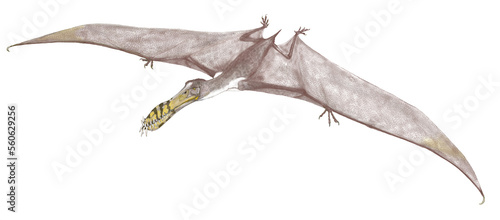 アンハングエラ 、白亜紀前期に生息していた翼指竜亜目の翼竜。いくつかの種類があり、最大種はピスカトル（漁師）という小種名を持つ種であり、翼開長は5メートルに達する。またこの標本は若年個体であり、成鳥の大きさは確定されていない。翼開長はおよそ4-5mほどで、魚食性とされている。