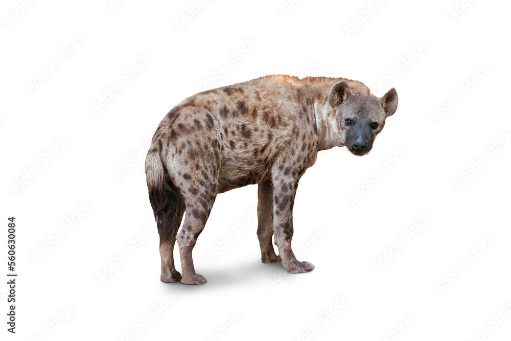 The Spotted hyena isolated on White Background. Genus crocuta. Africa