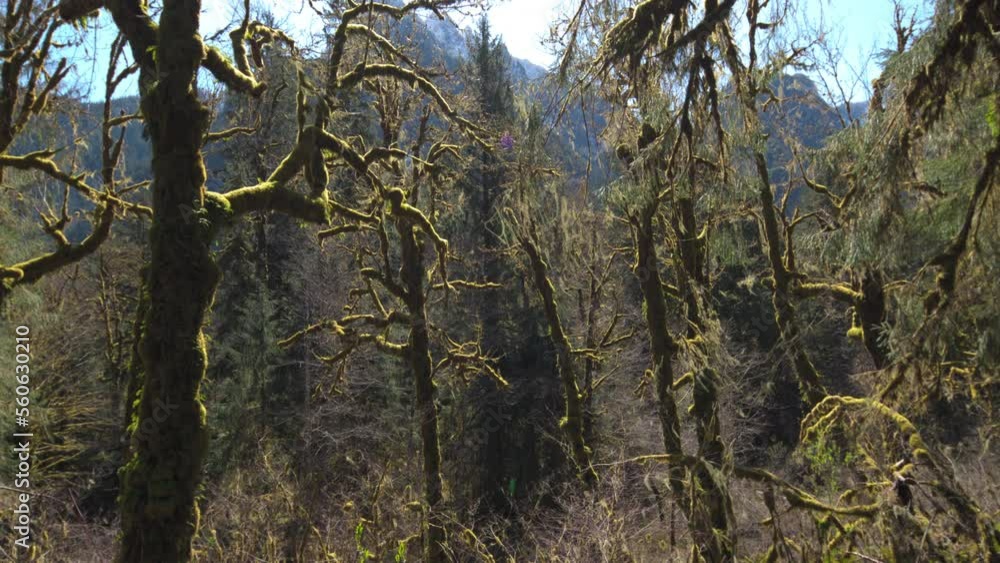 Mossy Forest Gimbal Push with Mountain Background