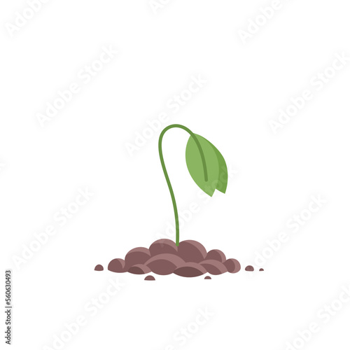 Young plant sprout. Seedling germination. Sprout on the pile of soil. Plants growing.