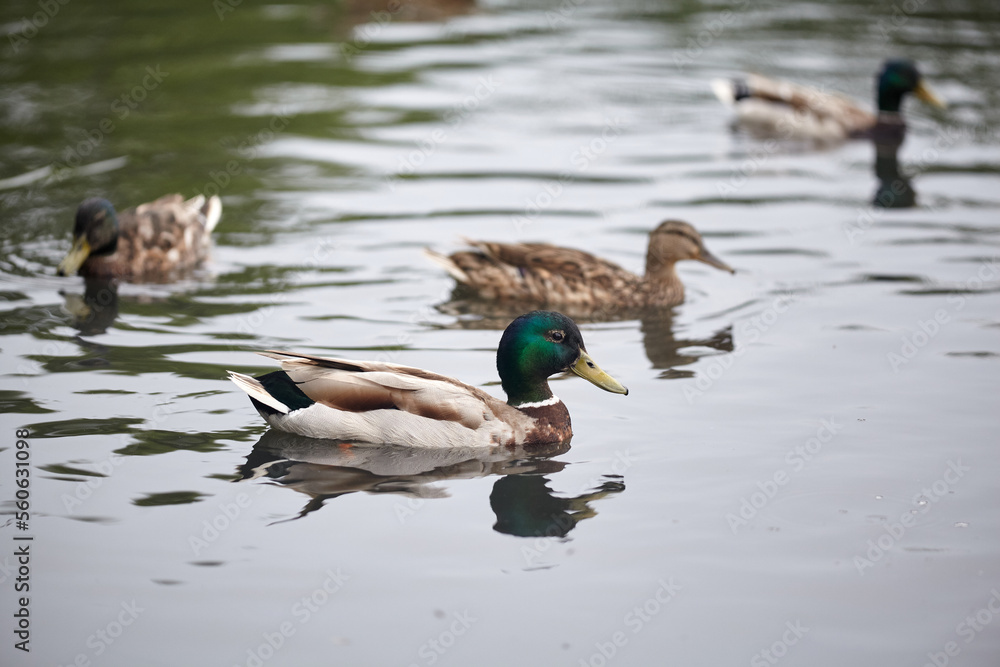 Group of wild ducks swimming in the lake. Group of wild ducks swimming in the lake.