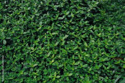 Alternanthera philoxeroides green in the garden for background.