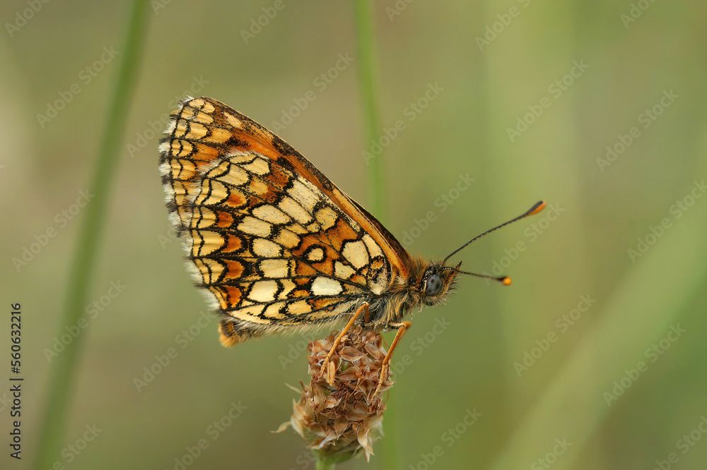 Closeup of the blue-eyed Mediterranean Provencal fritillary , Melitaea deione, on green background Closeup of the blue-eyed Mediterranean Provencal fritillary , Melitaea deione, on green background