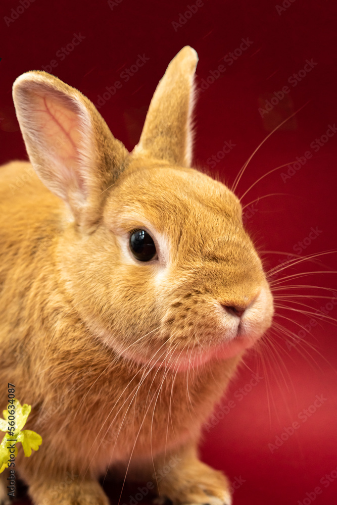 Obraz premium Cute bunny with red background