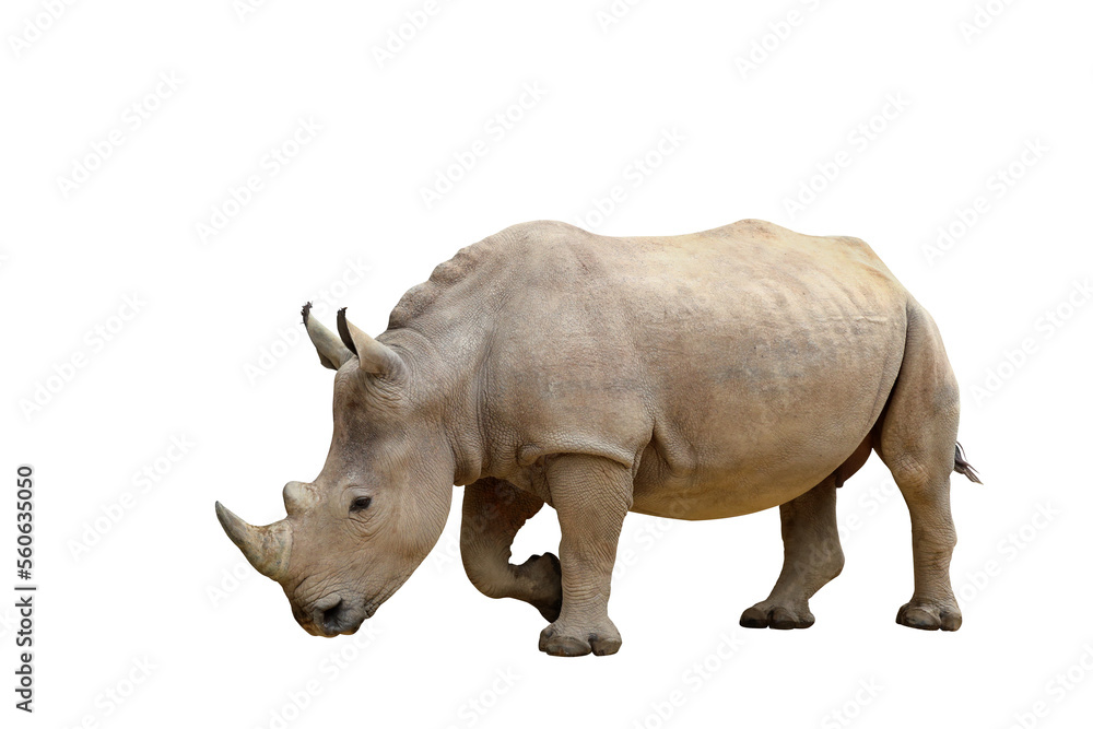 Obraz premium Rhinoceros isolated on transparent background png file