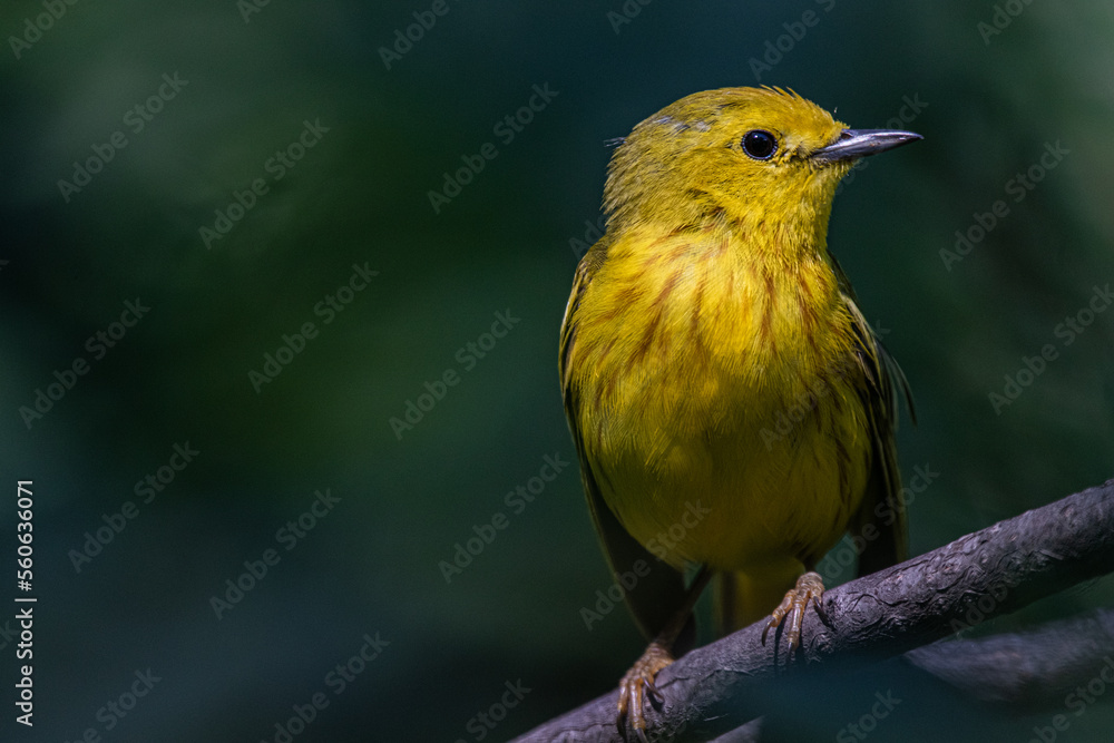 Yellow Warbler on Branch