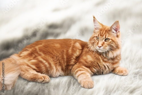 Cute young pet cat on blanket. © BillionPhotos.com