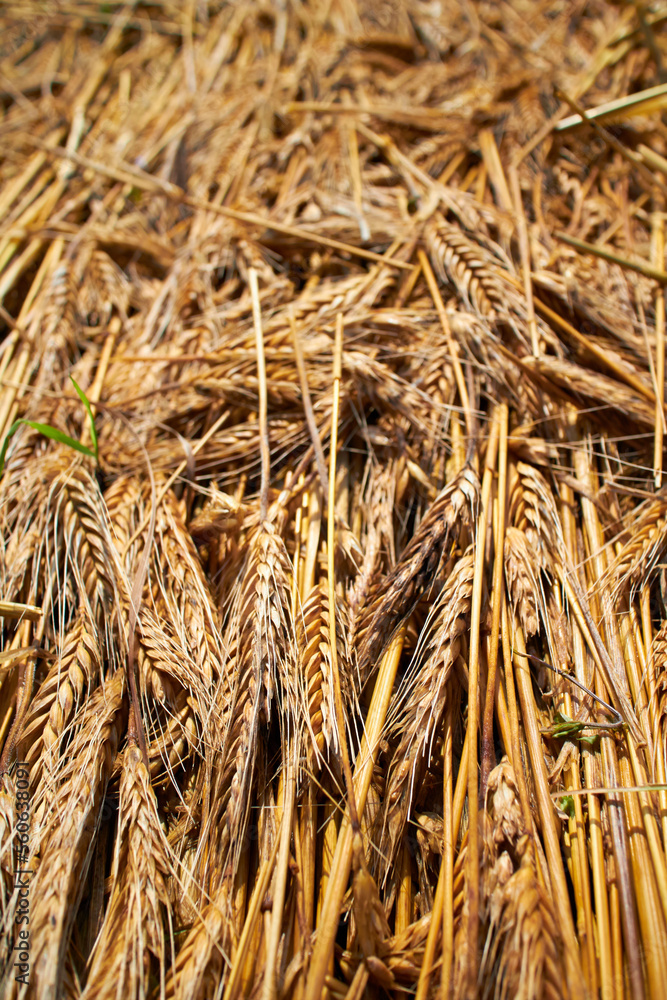 Fototapeta premium wheat background, Wheat yellow golden harvest in summer.