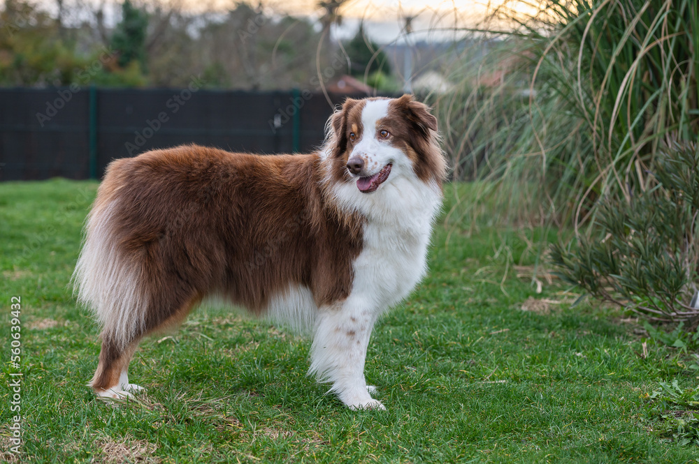 Portrait of a young australian shepherd dog in the garden Portrait of a young australian shepherd dog in the garden