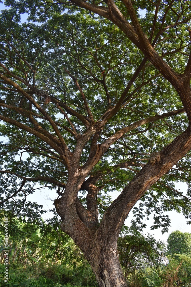 a shady tree beside the river at noon a shady tree beside the river at noon