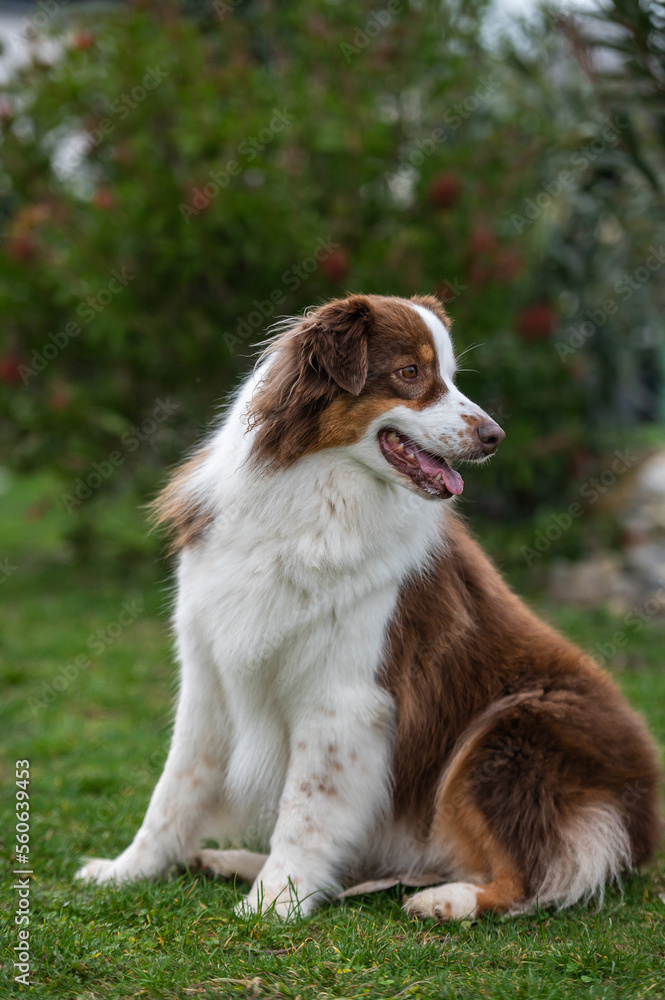 Portrait of a young australian shepherd dog in the garden