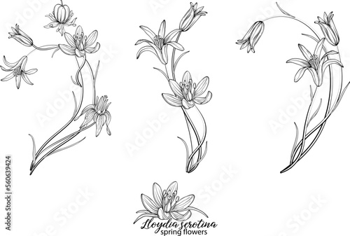 Set of floral elements of Lloydia serotina flowers. Spring flowers. Lloydia serotina