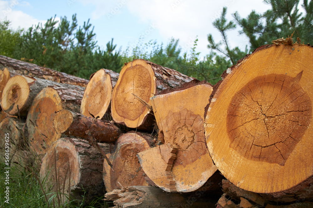 stacked logs of cut trees in the forest stacked logs of cut trees in the forest