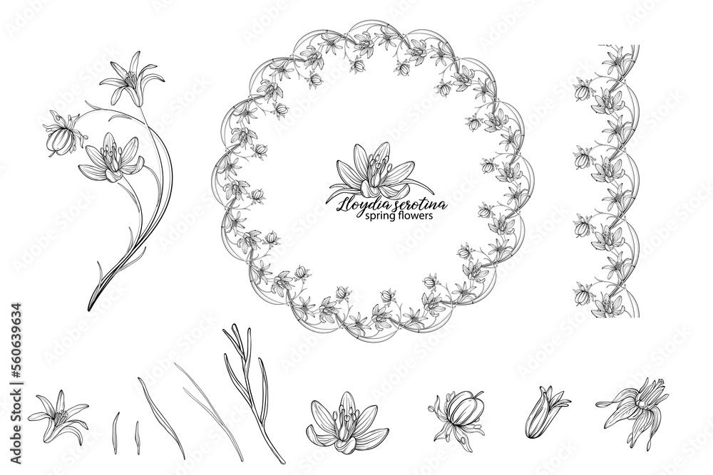 Set of floral elements of Lloydia serotina flowers. Spring flowers. Lloydia serotina Set of floral elements of Lloydia serotina flowers. Spring flowers. Lloydia serotina