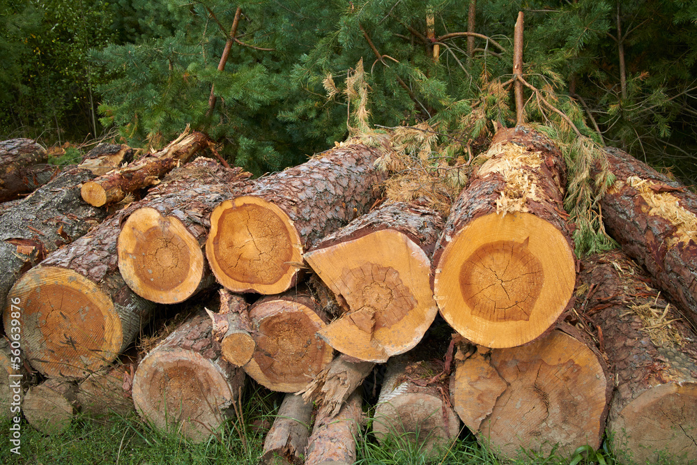 stacked logs of cut trees in the forest