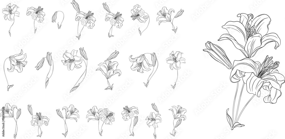 set of flower arrangements. Spring flowers. lilys. - obrazy, fototapety, plakaty 