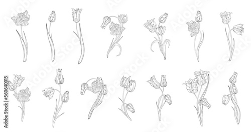 set of flower arrangements heart. The floral heart. Spring flowers. Tulips.