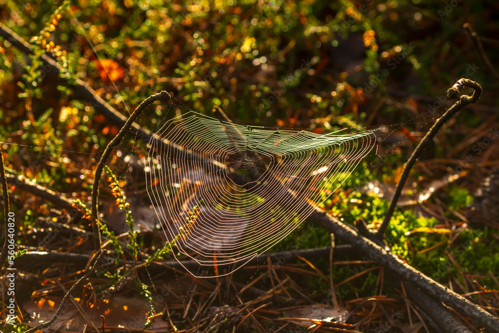 Ein Spinnennetz in der Morgensonne