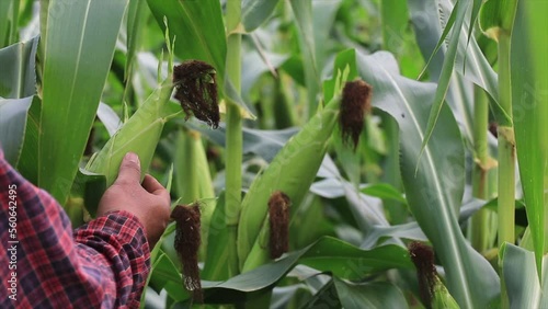 farmer inspecting green maize corn