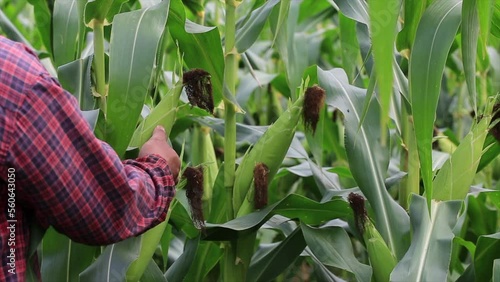 farmer inspecting green maize corn