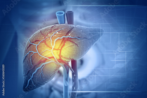 Valokuva Human liver anatomy structure, 3d illustration