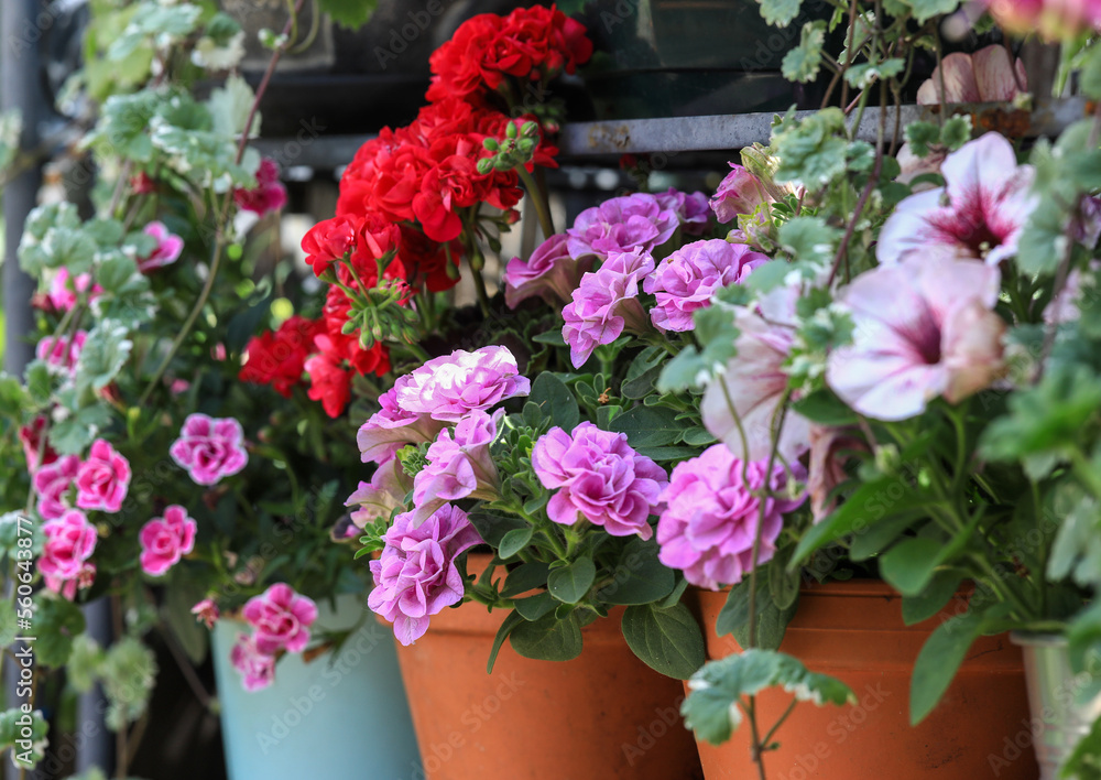 Beautiful romantic petunias in clay pots in the cottage garden.