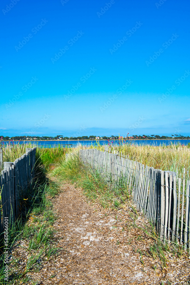 Obraz premium Dunes et ganivelles à l'Almanarre, Hyères les Palmiers, Var