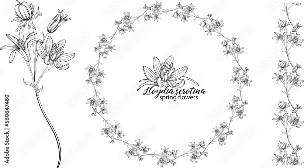 Set of floral elements of Lloydia serotina flowers. Spring flowers. Lloydia serotina