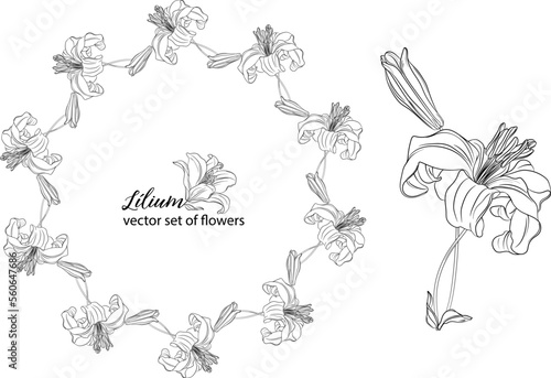 Fototapeta Naklejka Na Ścianę i Meble -  vector set of flowers and Lily buds. Lнlium