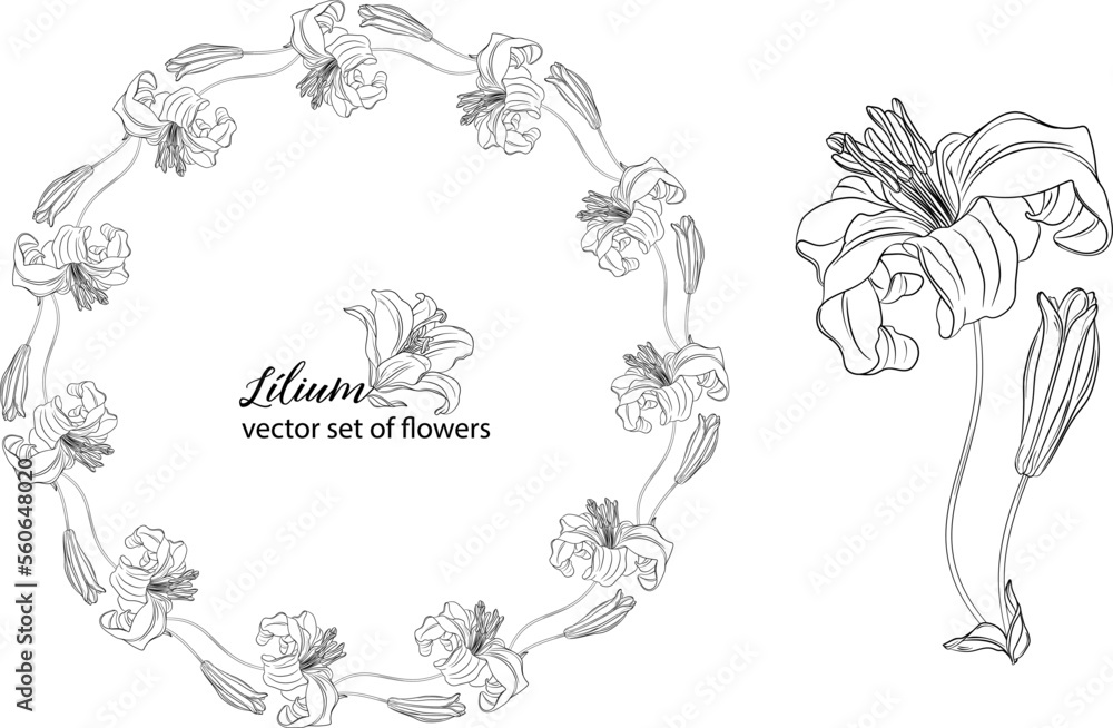 vector set of flowers and Lily buds. Lнlium