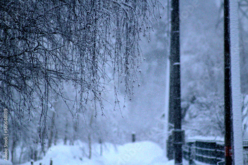 Tree branches and a snow-covered street