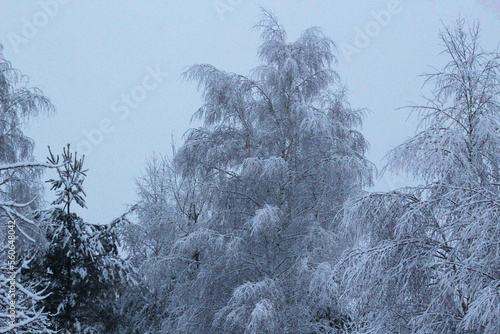 Russian Winter Forest.