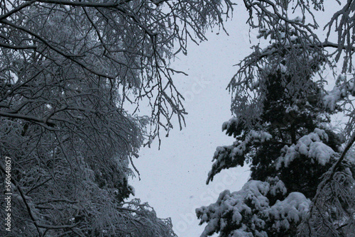 Snow-covered forest firs.